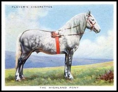 22 The Highland Pony